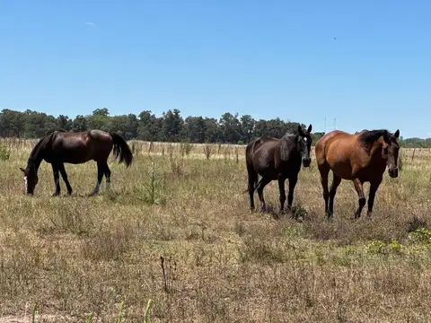 Terreno en Venta en San Miguel del Monte, Partido de Monte