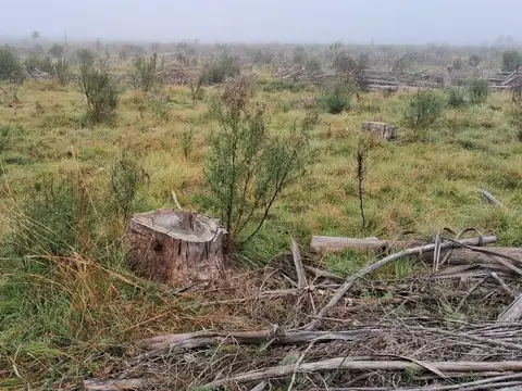 Campo en Estacion Yerua