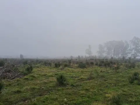 Estacion Yerua - Campo Forestal / Ganadero