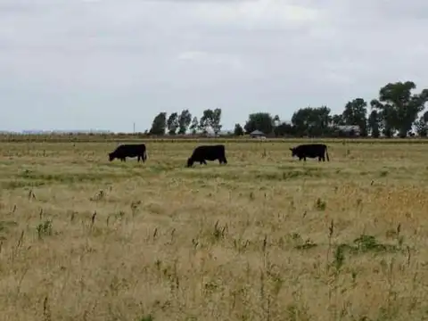 VENTA CAMPO DE 127 HECTAREAS R.N. 3 GRAL. BELGRANO