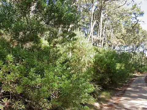 Vanguardia y Atalaya Lote 13