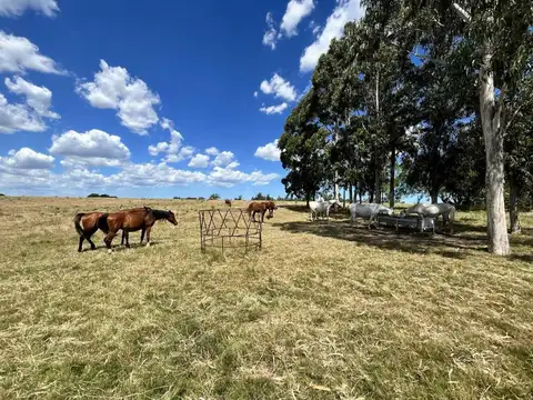 Campo 71 ha con costa de arroyo – Maldonado