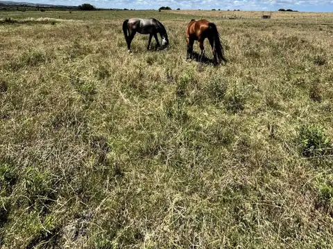 Campo 71 ha con costa de arroyo – Maldonado