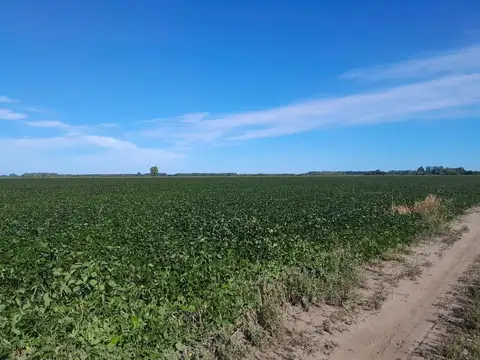 Campo de 21 HA / Camino Real Espinillo - Gobernador Castro, a 4 Km de acceso Mansilla