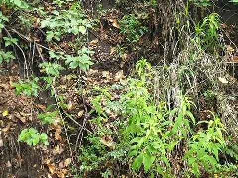 Terreno grande con pendiente en Pla San Pedro. Bariloche. Vivir dentro del Bosque. Espacio Natural