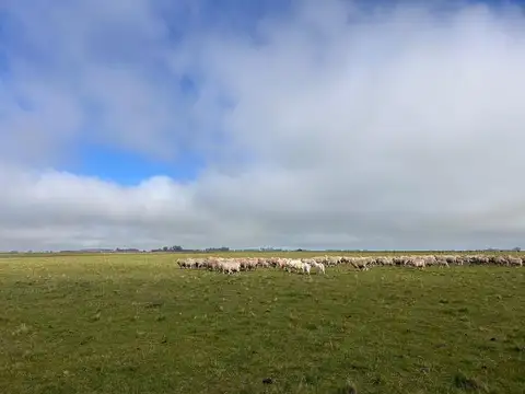 Campo - Balcarce