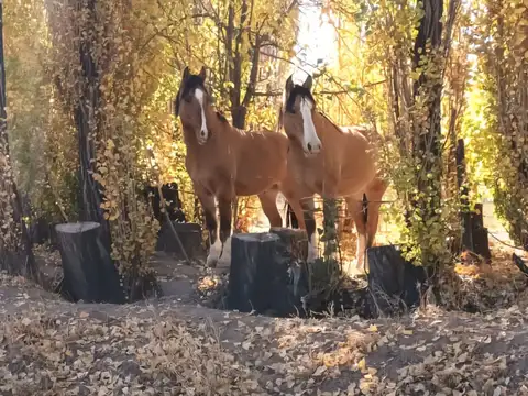 TERRENO EN VENTA EN USPALLATA MENDOZA DE 20HA