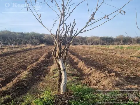 Chacra en venta de 37 has en La Rioja