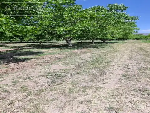 Chacra en venta de 37 has en La Rioja