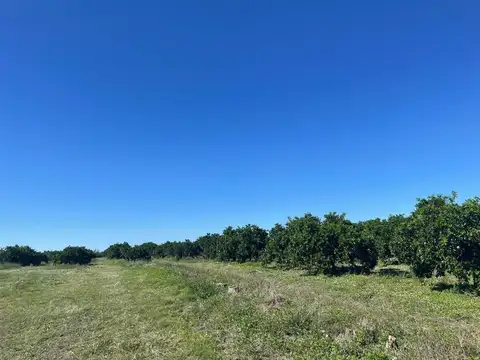 VENTA QUINTA CÍTRICA CONCORDIA