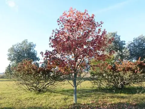 Terreno en Venta de 1169,0 m2