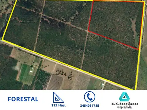 CAMPO FORESTAL