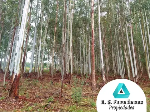 Campo en Venta de 113  ha