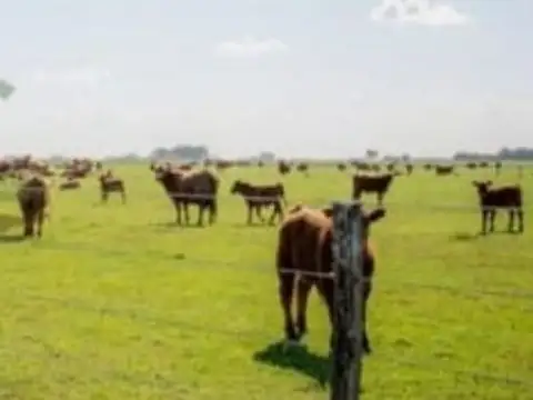 CAMPO MIXTO EN VENTA - 600 HECTÁREAS - SALADILLO, BUENOS AIRES