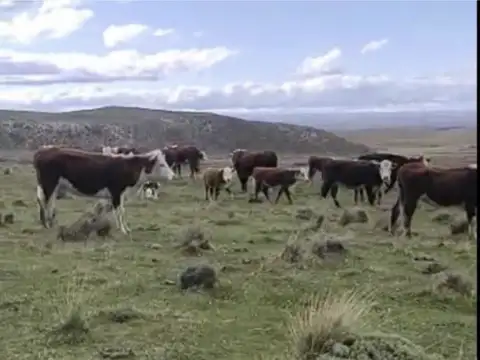 VENTA DE CAMPO EN PERITO MORENO