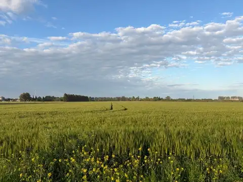 Campo en Venta Agrícola