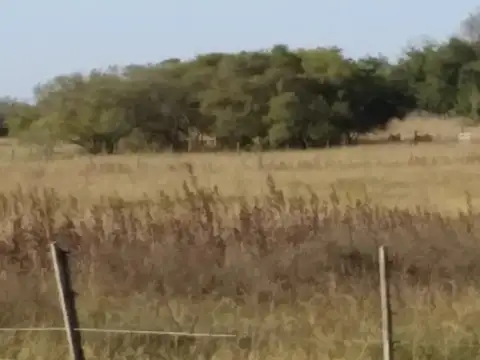 5 HECTAREAS INDIVISAS EN TIO DOMINGO EN  ALTO