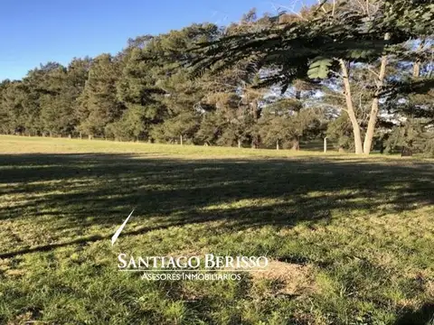 Campana