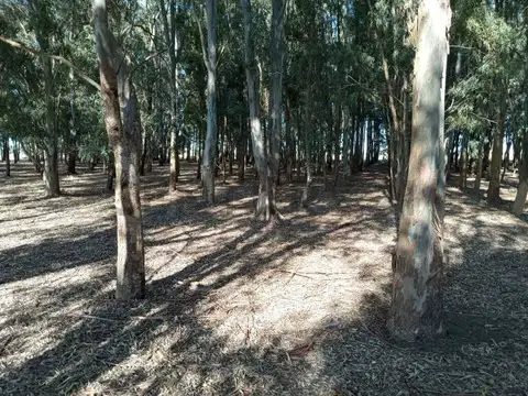 VENTA DE CAMPO, BERISSO