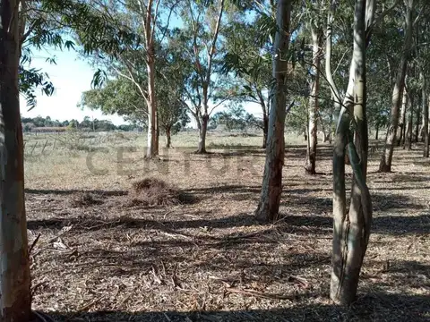 VENTA DE CAMPO, BERISSO