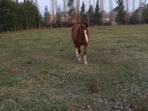 Terreno en Venta de 10000,0 m2