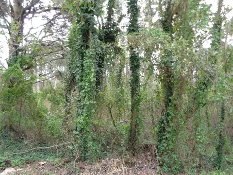 Lote Unifamiliar (l141)