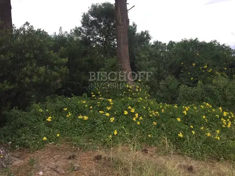 BOULEVARD Y PASEO 143