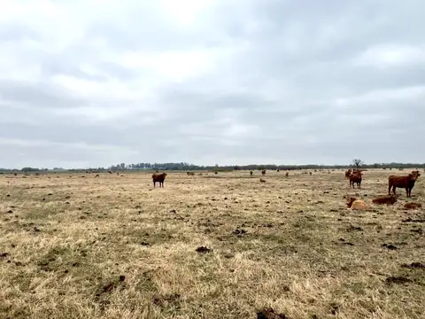 231 Has Campo Mixto en Ramallo