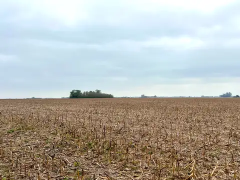 Campo en Venta de 231  ha