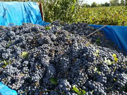 VENTA MAGNIFICA FINCA 8HAS BARRANCAS MAIPU