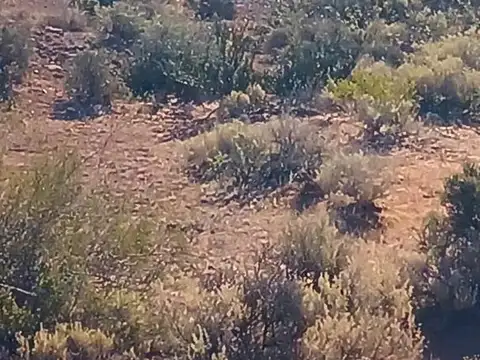 PUEBLO FINCAS VACA MUERTA 1 HECTAREA EN SENILLOSA