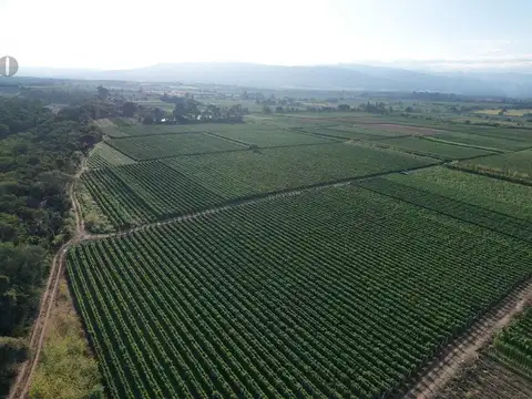 Campo en fraile pintado, ledesma, jujuy
