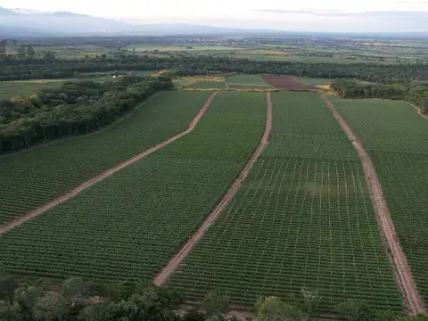 Terreno en Venta en Fraile Pintado, USD 5.600.000