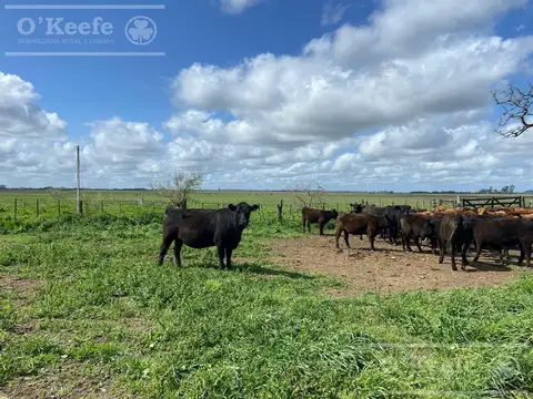 Campo en  venta 295 has Magdalena