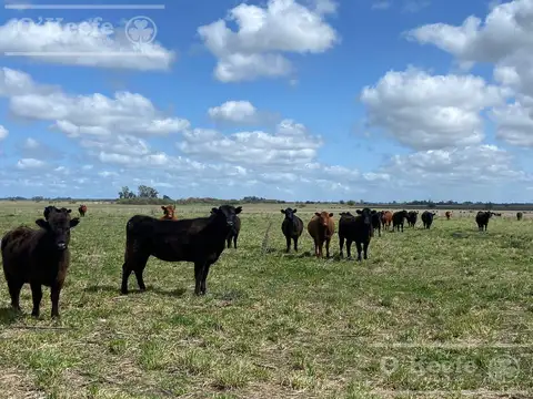 Campo en  venta 295 has Magdalena
