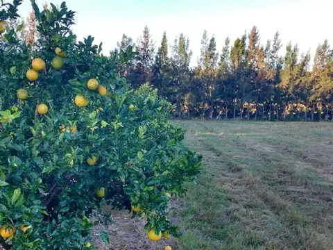 Chacras, Comarcas, Quintas. San Pedro Bs As.