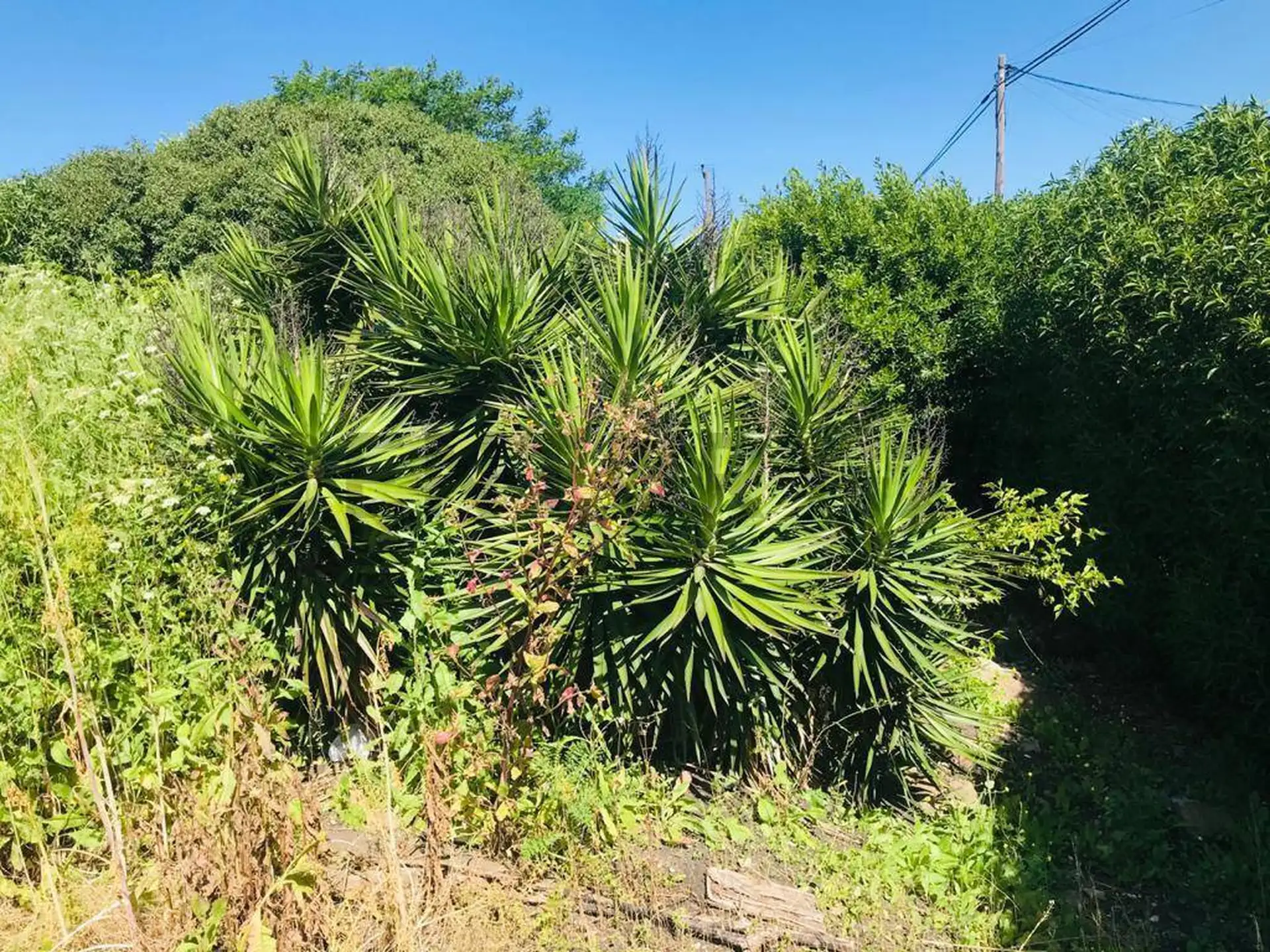 Lote en venta barrio San Carlos ID 20073