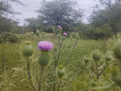 Terreno en Venta de 6858,0 m2