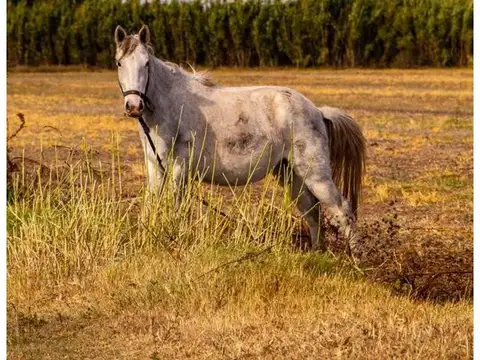 Terreno en Venta en Alvarez, USD 130.000