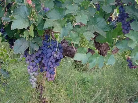 Terreno en Venta en Villa San Jose de Vinchina, Vinchina