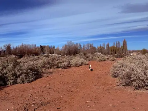 Hectáreas en alquiler, frente a ruta 17, Añelo