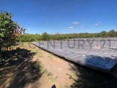 Finca en producción de ciruela, con casa – Los Claveles, Cañada Seca San Rafael, Mendoza