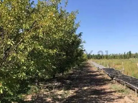 Ruta 177 y calle Artero, Los Claveles, Cañada Seca, San Rafael, Mendoza 100, Piso 0