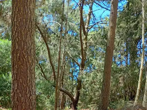 Terreno en Venta -  - 1298mts - Cariló