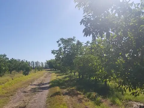 VENTA FINCA EN GOUDGE EN PRODUCCION