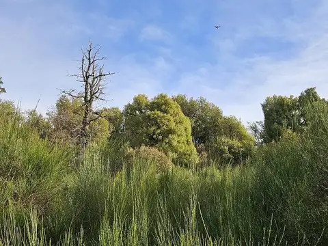 Terreno en Venta de 4196,0 m2