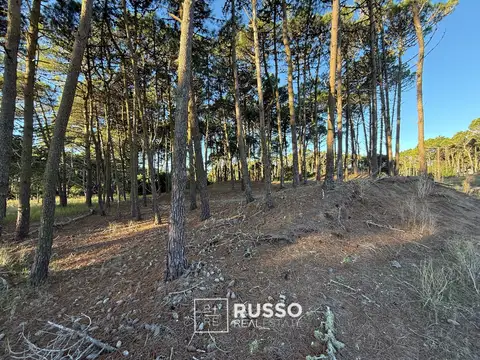 Bosques