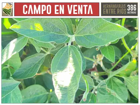 Campo Mixto. 386 Hectáreas. Hernandarias, La Paz. Entre Ríos