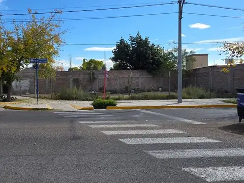 Los Tulipanes 100