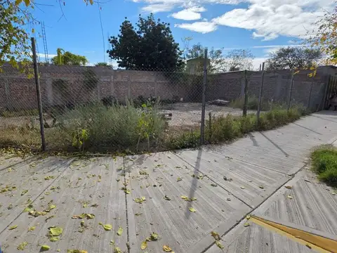 Los Tulipanes 100
